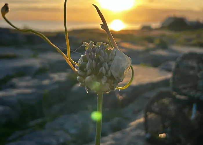 Проживание в семье Davids Инишир